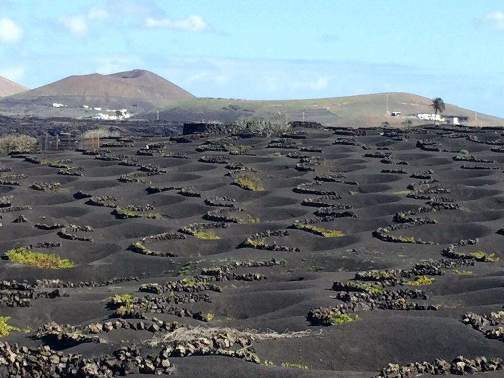 Lanzarote Bodega el Grifo - Reben