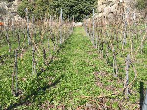 Vines Valais Pruning