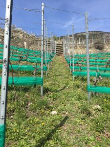 Vines Valais Spring