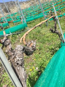 Vines Valais New Branches