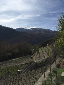 Vines Valais