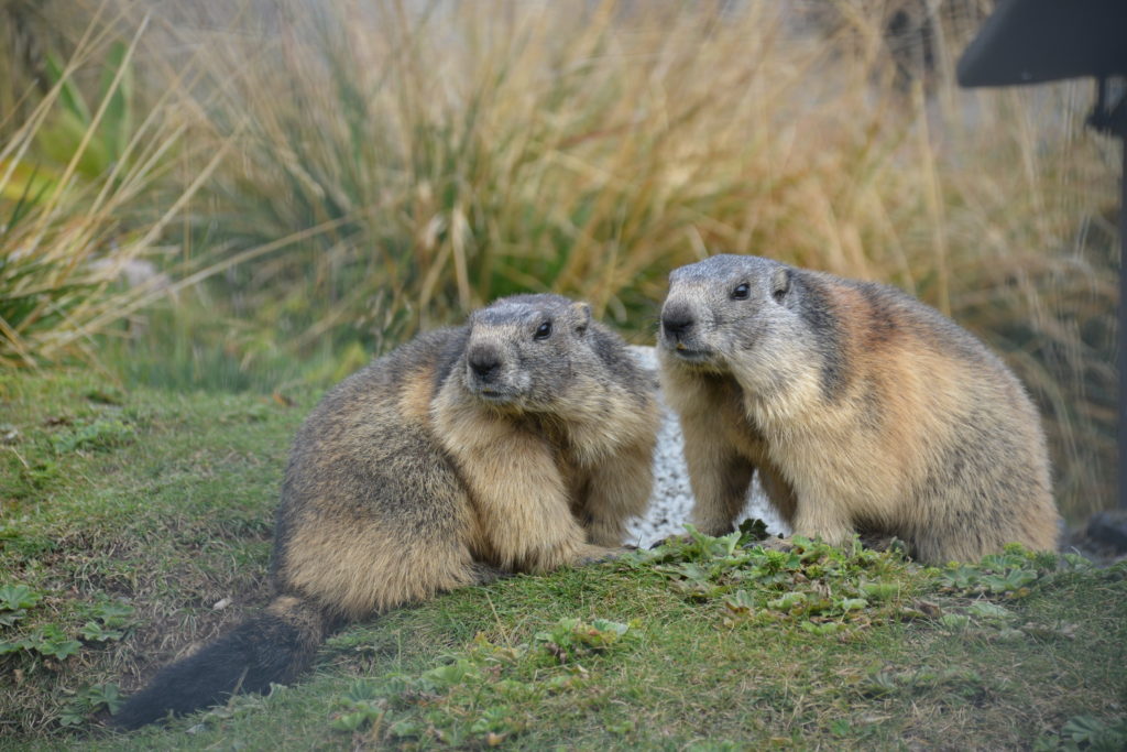 Murmeltiere, Olga & Ollo