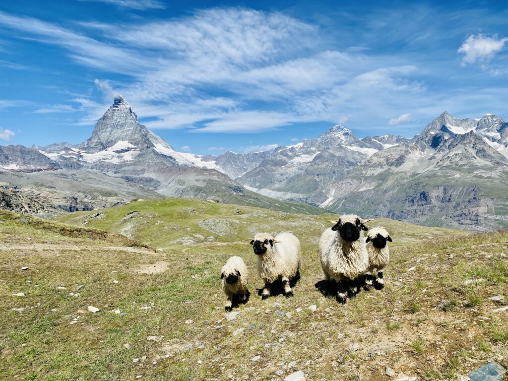 Schwarznasen in Zermatt